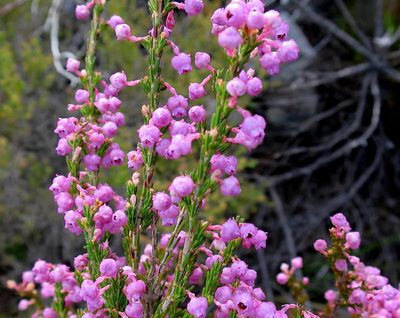 Erica selaginifolia, photographed by Di Turner