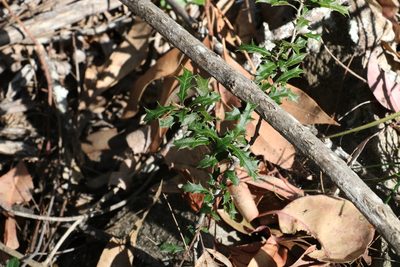 Alectryon diversifolius, photographed by Greg Tasney