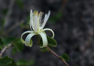 Grewia tenax, photographed by Wynand Uys