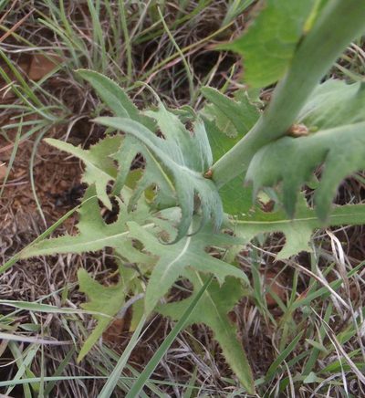 Sonchus wilmsii, photographed by Nicola van Berkel