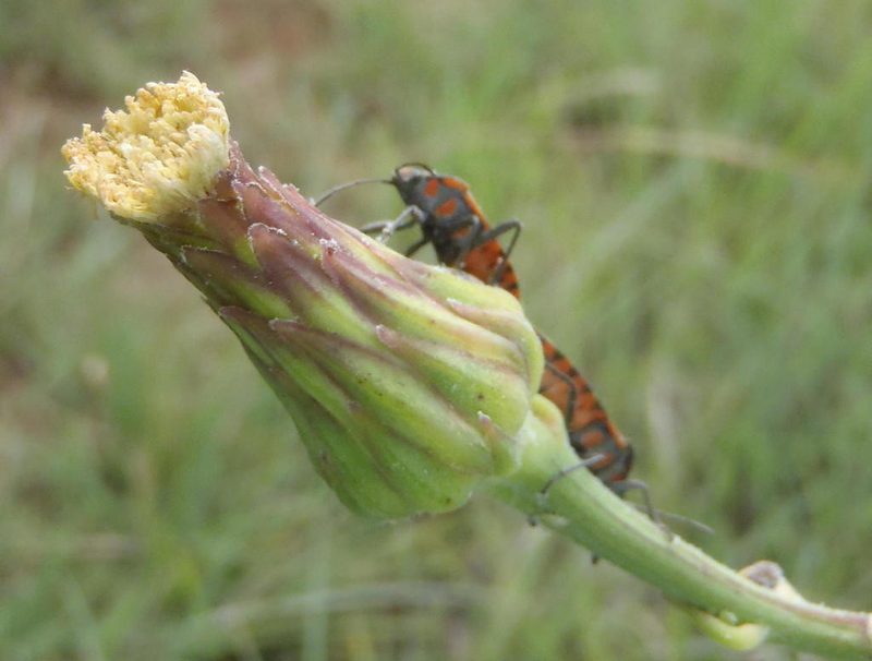 Sonchus wilmsii, photographed by Nicola van Berkel