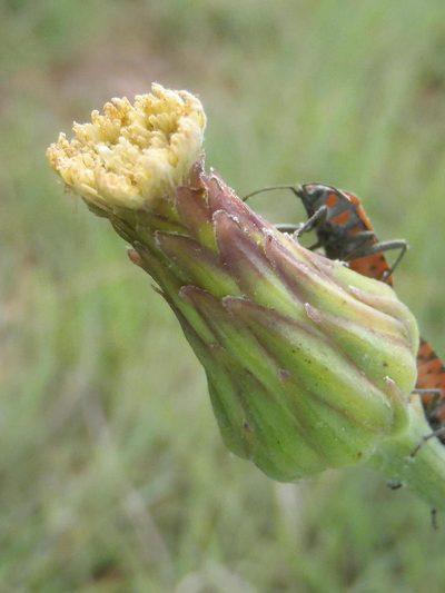 Sonchus wilmsii, photographed by Nicola van Berkel