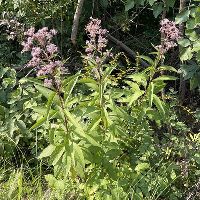 Eutrochium maculatum, photographed by zancat