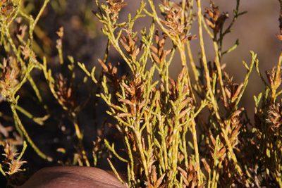 Stoebe gracilis, photographed by Tony Rebelo