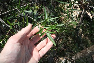 Denhamia cunninghamii, photographed by Greg Tasney