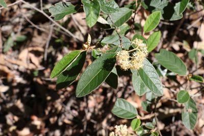 Pomaderris queenslandica, photographed by Greg Tasney