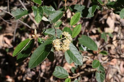 Pomaderris queenslandica, photographed by Greg Tasney