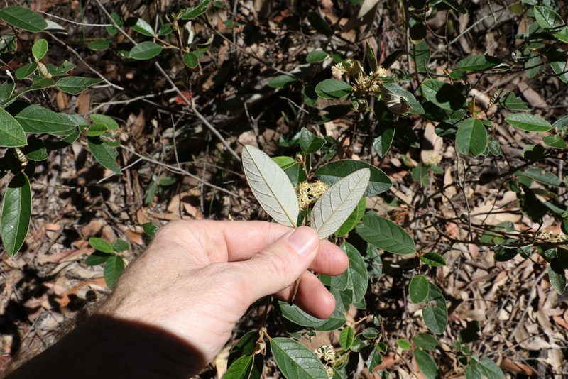 Pomaderris queenslandica, photographed by Greg Tasney