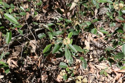 Pomaderris queenslandica, photographed by Greg Tasney