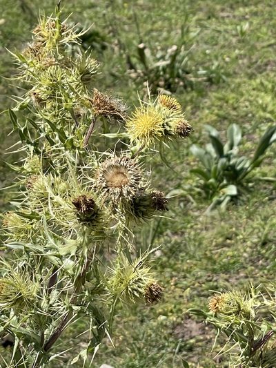 Cirsium parryi, photographed by CK2AZ