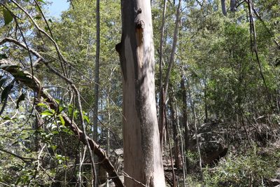 Eucalyptus major, photographed by Greg Tasney
