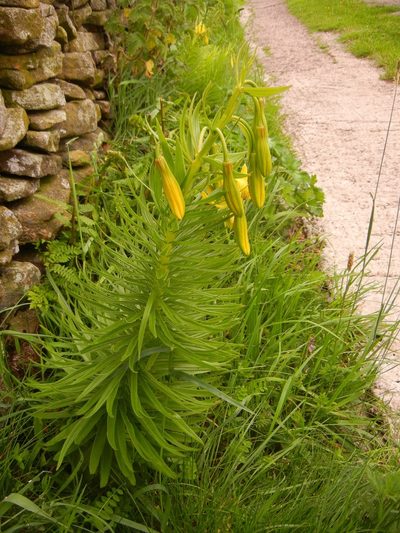 Lilium pyrenaicum, photographed by Jon Mortin