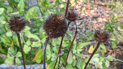Echinacea purpurea, photographed by john_hall