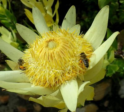 Leucadendron burchellii, photographed by Di Turner