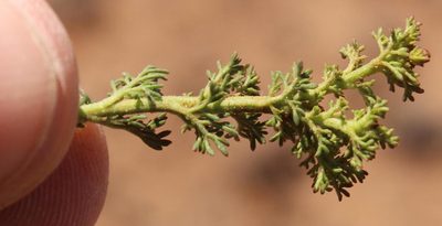 Menodora africana, photographed by Robert Taylor