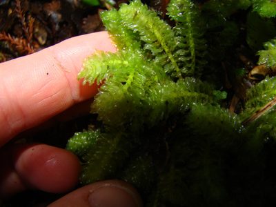 Schistochila nobilis, photographed by Lisa Bennett