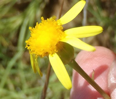 Senecio ruwenzoriensis, photographed by Nicola van Berkel