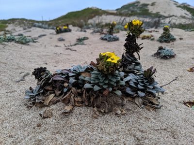 Erysimum menziesii, photographed by Ken-ichi Ueda