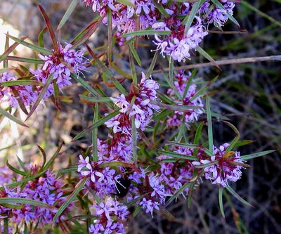 Agathosma pungens, photographed by Di Turner