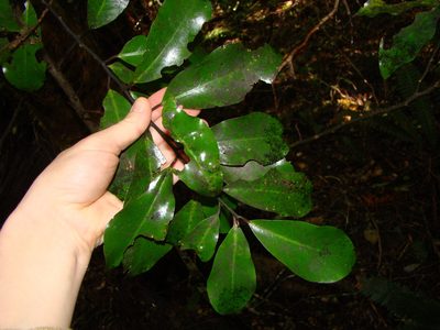 Pseudowintera axillaris, photographed by Lisa Bennett