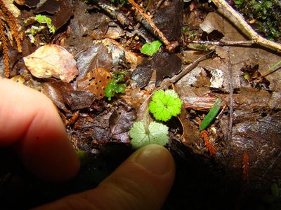 Hydrocotyle microphylla, photographed by Lisa Bennett