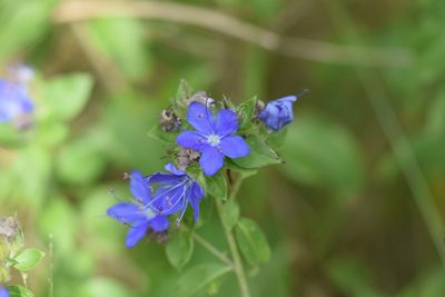 Hydrolea ovata, photographed by Blake Bringhurst