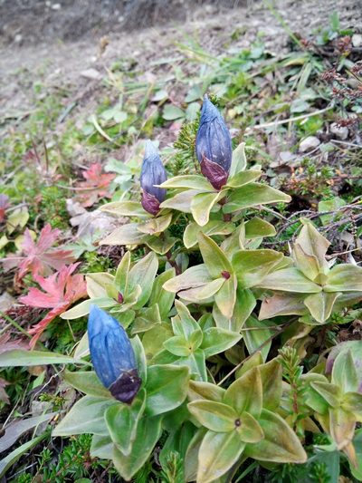 Gentiana platypetala, photographed by steve b