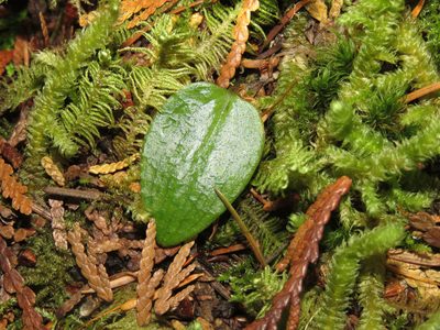 Calypso bulbosa, photographed by Erin Springinotic