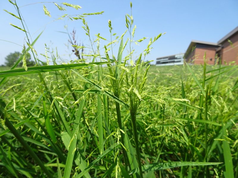 Leersia oryzoides, photographed by Thomas Koffel