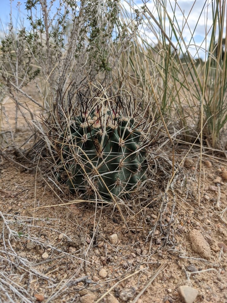 Sclerocactus spinosior, photographed by Andrew Dudley