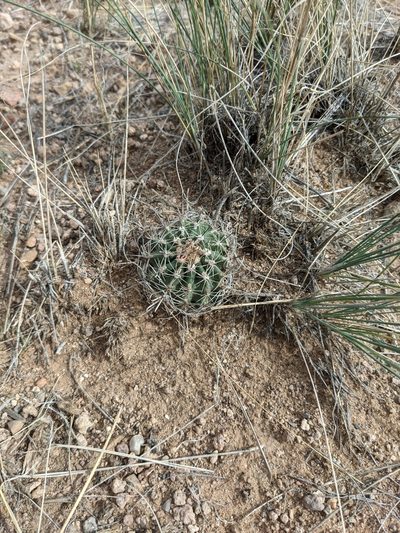 Sclerocactus spinosior, photographed by Andrew Dudley