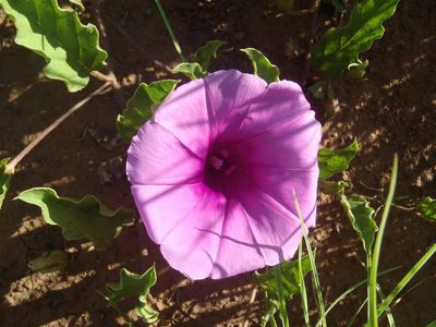 Ipomoea oblongata, photographed by Nicola van Berkel