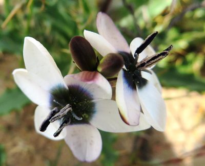 Ixia versicolor, photographed by linkie