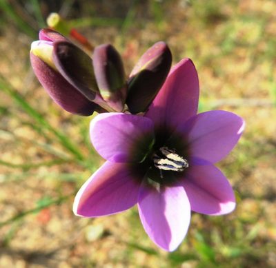 Ixia versicolor, photographed by linkie