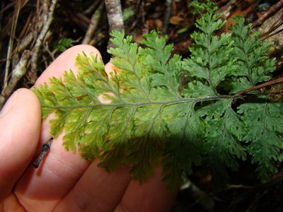 Hymenophyllum scabrum, photographed by Lisa Bennett