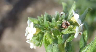 Lithospermum papillosum, photographed by Nicola van Berkel