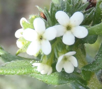 Lithospermum papillosum, photographed by Nicola van Berkel