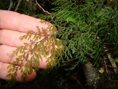 Hymenophyllum bivalve, photographed by Lisa Bennett