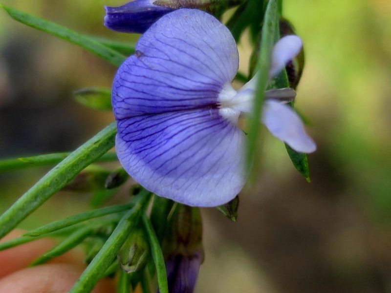 Psoralea triflora, photographed by Di Turner