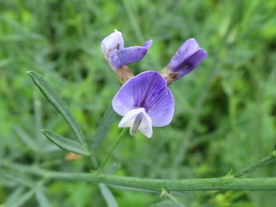 Psoralea triflora, photographed by Di Turner