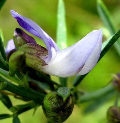 Psoralea triflora, photographed by Di Turner