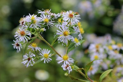 Symphyotrichum puniceum, photographed by Trix Niernberger