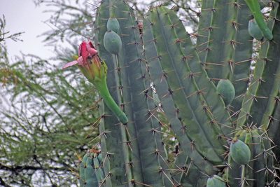 Cereus forbesii, photographed by Hugo Hulsberg