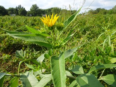 Helianthus grosseserratus, photographed by Thomas Koffel