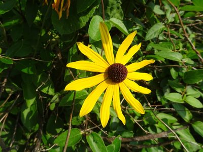 Rudbeckia subtomentosa, photographed by Thomas Koffel
