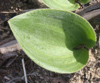 Eriospermum brevipes, photographed by Nicola van Berkel
