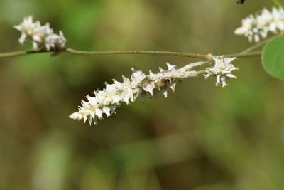 Froelichia floridana, photographed by Blake Bringhurst