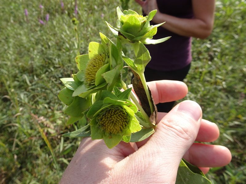 Silphium integrifolium, photographed by Thomas Koffel