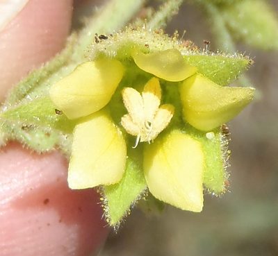 Hermannia burkei, photographed by Nicola van Berkel