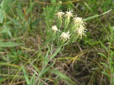 Brickellia eupatorioides, photographed by Thomas Koffel